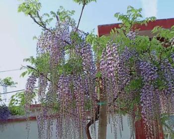 紫藤树种院子里好不好（紫藤花适合种植在院子里的妙招）