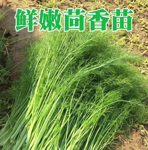 茴香幼苗怎么种（茴香的种植方法和步骤）