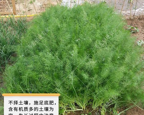茴香幼苗怎么种（茴香的种植方法和步骤）