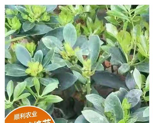 茴香幼苗怎么种（茴香的种植方法和步骤）
