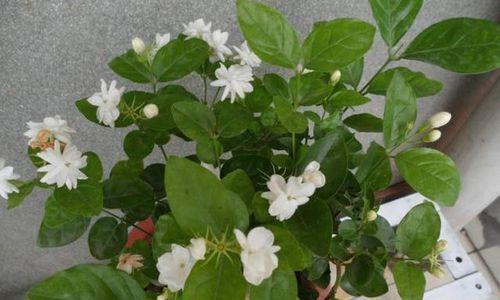 茉莉花怎么种植（茉莉花种植方法与技巧）