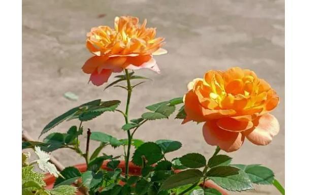 月季花种植技术与管理（打造盛开花园的秘密，月季花种植）