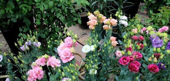 盆栽玫瑰花怎么养（盆栽玫瑰花养殖方法）