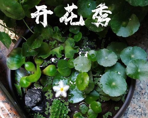 碗莲发芽后怎么养护（碗莲发芽后的养护常识）