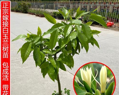 含笑花怎么种植（含笑花的种植方法及管理）