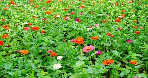 百日菊的介绍和特点（关于百日菊简介资料）