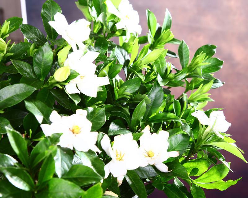 小叶栀子花怎么养（栀子花栽培技术要点）