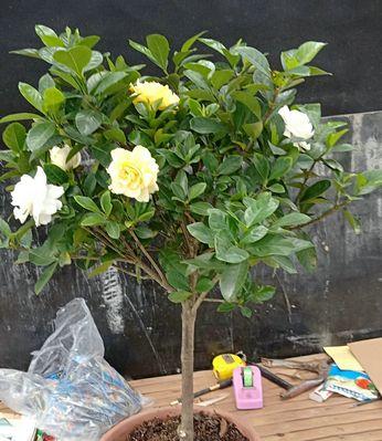 小叶栀子花怎么养（栀子花栽培技术要点）