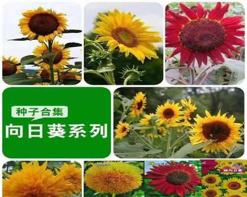 太阳花籽怎么种植（教你种植太阳花的技巧）