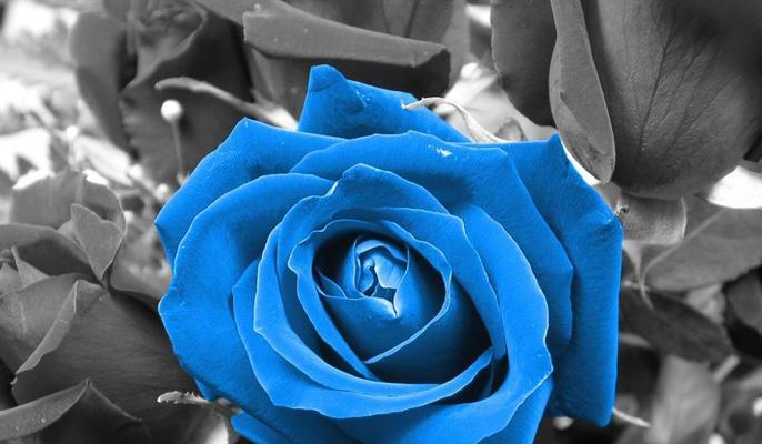 蓝色玫瑰的花语（解读蓝色玫瑰的深意，传达浪漫与神秘）