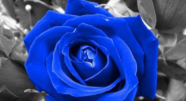 蓝色玫瑰的花语（解读蓝色玫瑰的深意，传达浪漫与神秘）