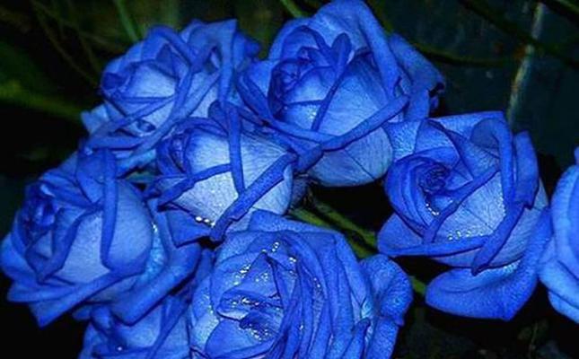 蓝色月季花语——守护与希望的象征（追寻蓝色的梦想，发现内心的力量）