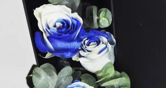 蓝色月季花语——守护与希望的象征（追寻蓝色的梦想，发现内心的力量）