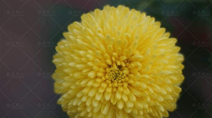 李叶绣线菊的花语寓意（探索李叶绣线菊的深意与象征）