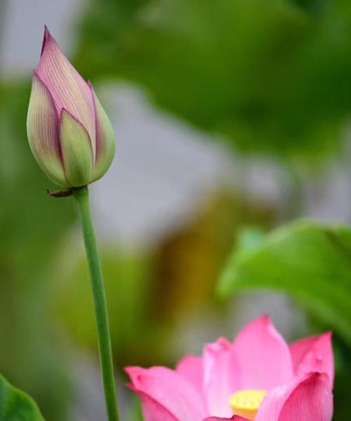 莲花花语的魅力（探索莲花的花语及其深层含义）