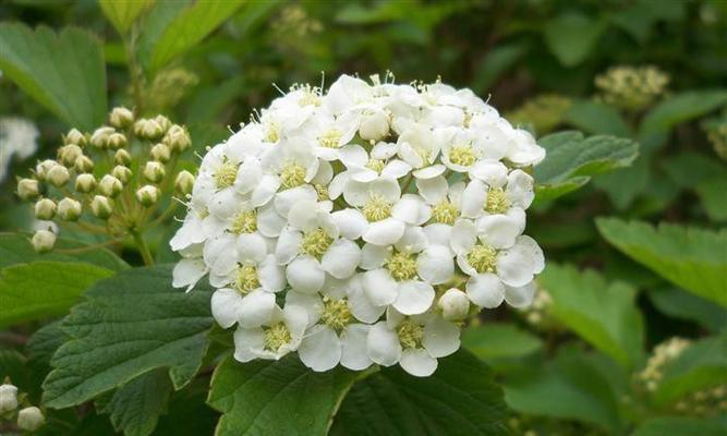 麻叶绣线菊的花语（美丽的麻叶绣线菊，讲述着真挚的情感）