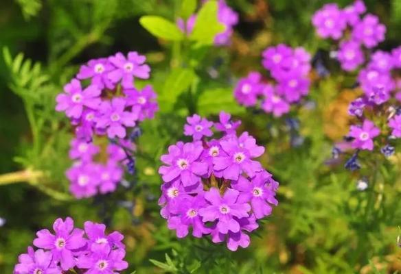 美女樱的花语和神秘魅力（探寻美女樱的花语，了解其神秘魅力）