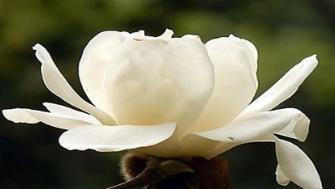 木兰花之美（探寻木兰花的花语，解读其中的哲理与情感）