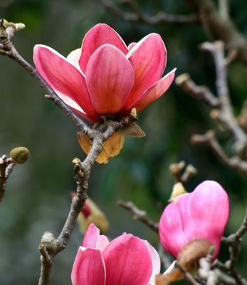 木兰花之美（探寻木兰花的花语，解读其中的哲理与情感）