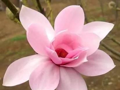 木兰花之美（探寻木兰花的花语，解读其中的哲理与情感）