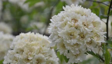 木香花的花语与寓意（探寻木香花语的奥秘）