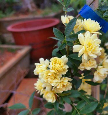 木香花的花语与寓意（探寻木香花语的奥秘）