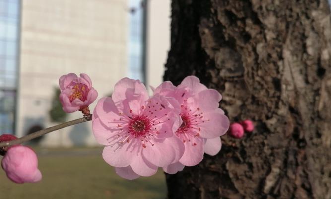 樱花盛开，春意满园（赏樱之旅，感受日本早樱的花语与寓意）