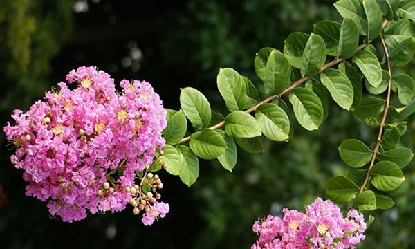 水杉树的花语与意义（探寻水杉树花朵背后的心灵寓意）