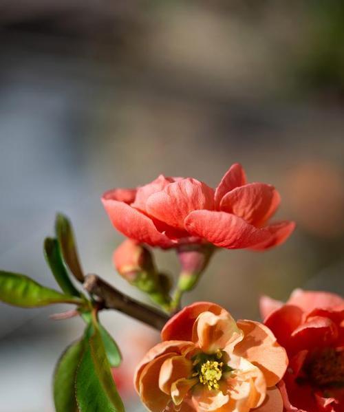 四季海棠花（四季海棠花的花语与寓意，展现生命的美丽与坚韧）