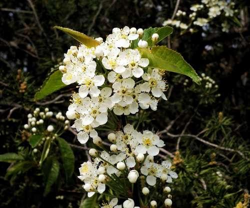 线叶绣线菊花语之美——寓意花朵的情感与祝福（探寻线叶绣线菊花语的深刻内涵和传达方式）