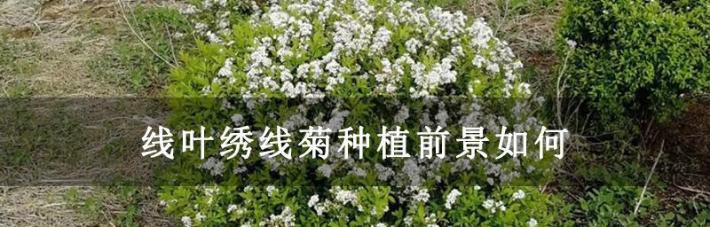 线叶绣线菊花语之美——寓意花朵的情感与祝福（探寻线叶绣线菊花语的深刻内涵和传达方式）