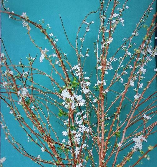 以雪柳的花语是什么？（揭开雪柳背后的情感密码）