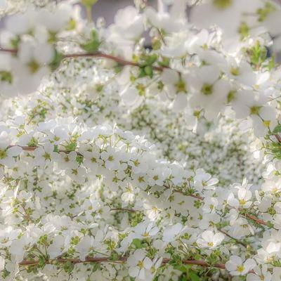 以雪柳的花语是什么？（揭开雪柳背后的情感密码）