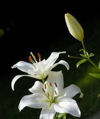 亚洲百合花语（探索亚洲百合花语的意义和象征，了解其在文化和传统中的重要性）