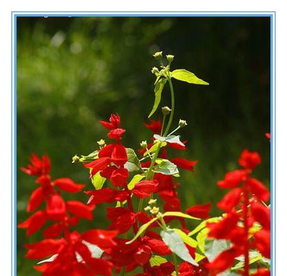 一串红的花语——传递爱与热情的代表（燃烧的热情，温暖的情感，一串红的花语）