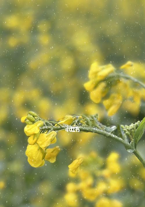 油菜花的花语（油菜花盛开春天的希望）