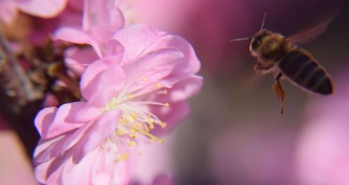 以榆叶梅的花语是什么——探寻这朵神秘花的内涵（传递执着与坚强的美丽）