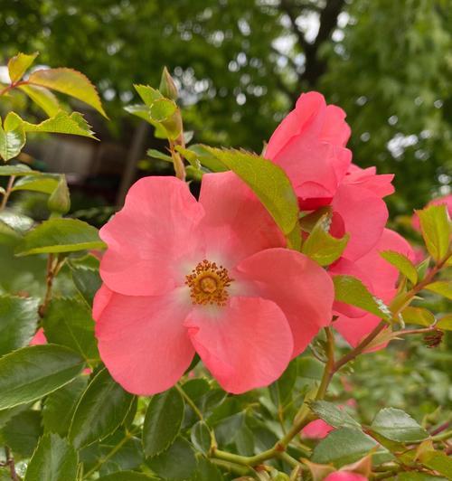 月季花语与寓意（用月季花的花语揭示人生的情感与寄托）