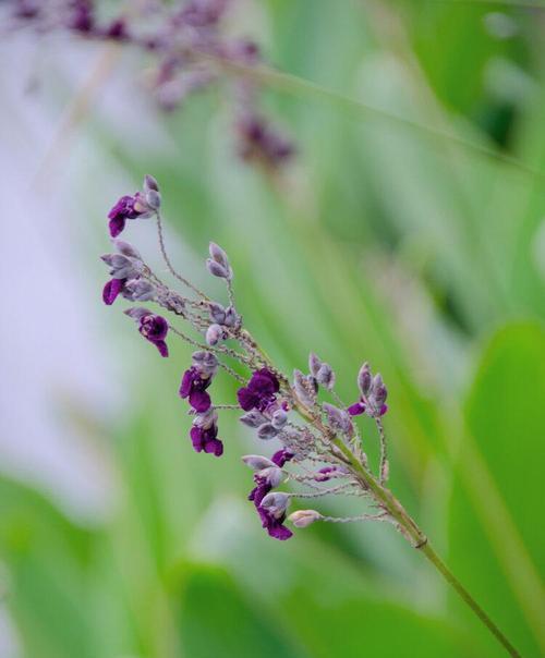 再力花的花语之美——赋予生活无限的意义（再力花的花语传递情感与祝福，感受生活的美好）