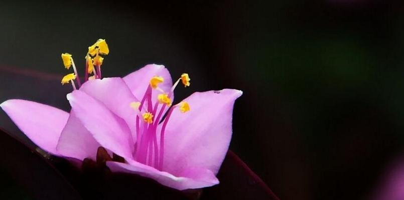 紫罗兰花语（紫罗兰的花语与意义探秘，传递爱与美好）