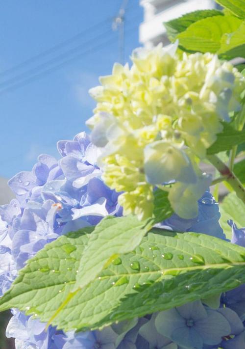 花的花语与意义（揭秘花的五种花语）