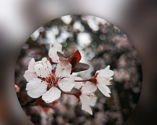 紫叶李的花语（寓意深远的紫叶李，传递着什么样的情感？）