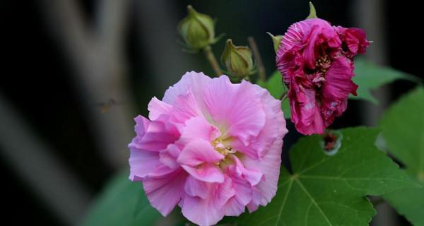 芙蓉花的花语及其意义（揭示芙蓉花的文化内涵与象征）