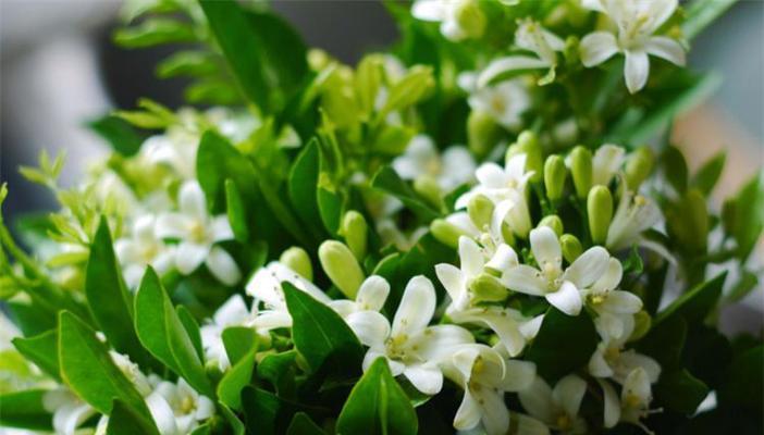 茉莉花的花语及其意义（解读茉莉花的花语，传递爱与美的象征）