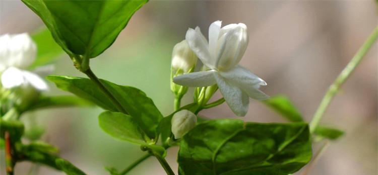 茉莉花的花语及其意义（解读茉莉花的花语，传递爱与美的象征）