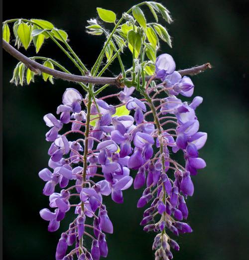 荼蘼花语（花开花落，留存不朽）