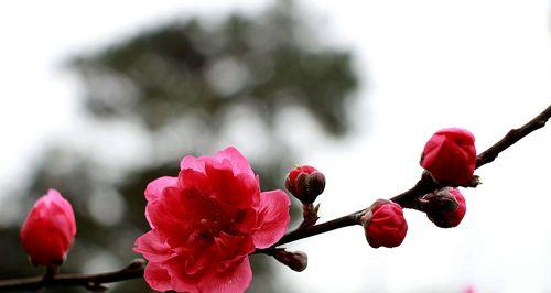 桃花（桃花的花语与传说）