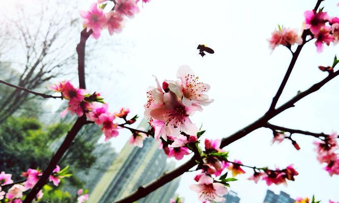 桃花的意义与象征（桃花的美丽与祝福）