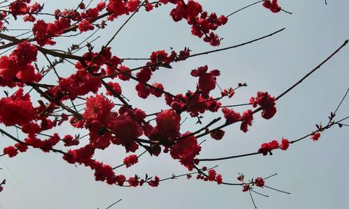 桃花的意义与象征（桃花的美丽与祝福）