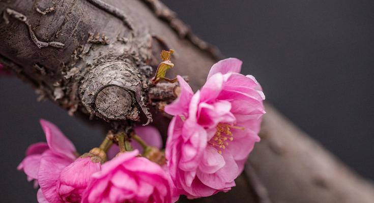 桃花花语与代表意义（探索桃花的美丽与意义，解读桃花花语）